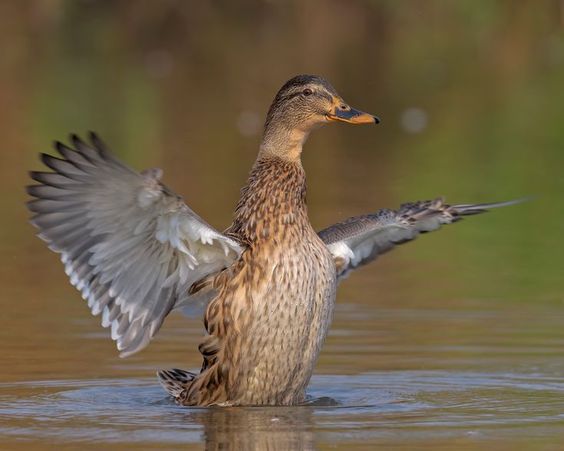 Foie Gras